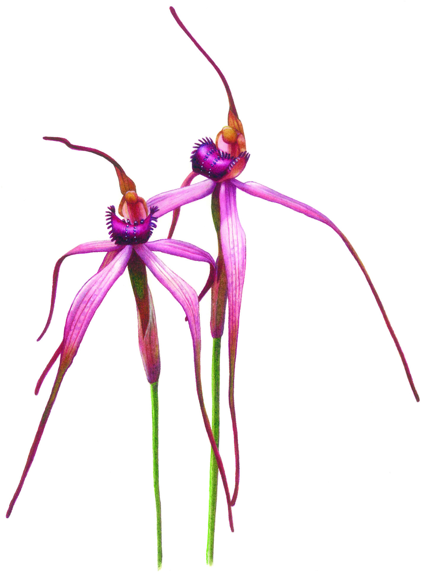 Australian orchids