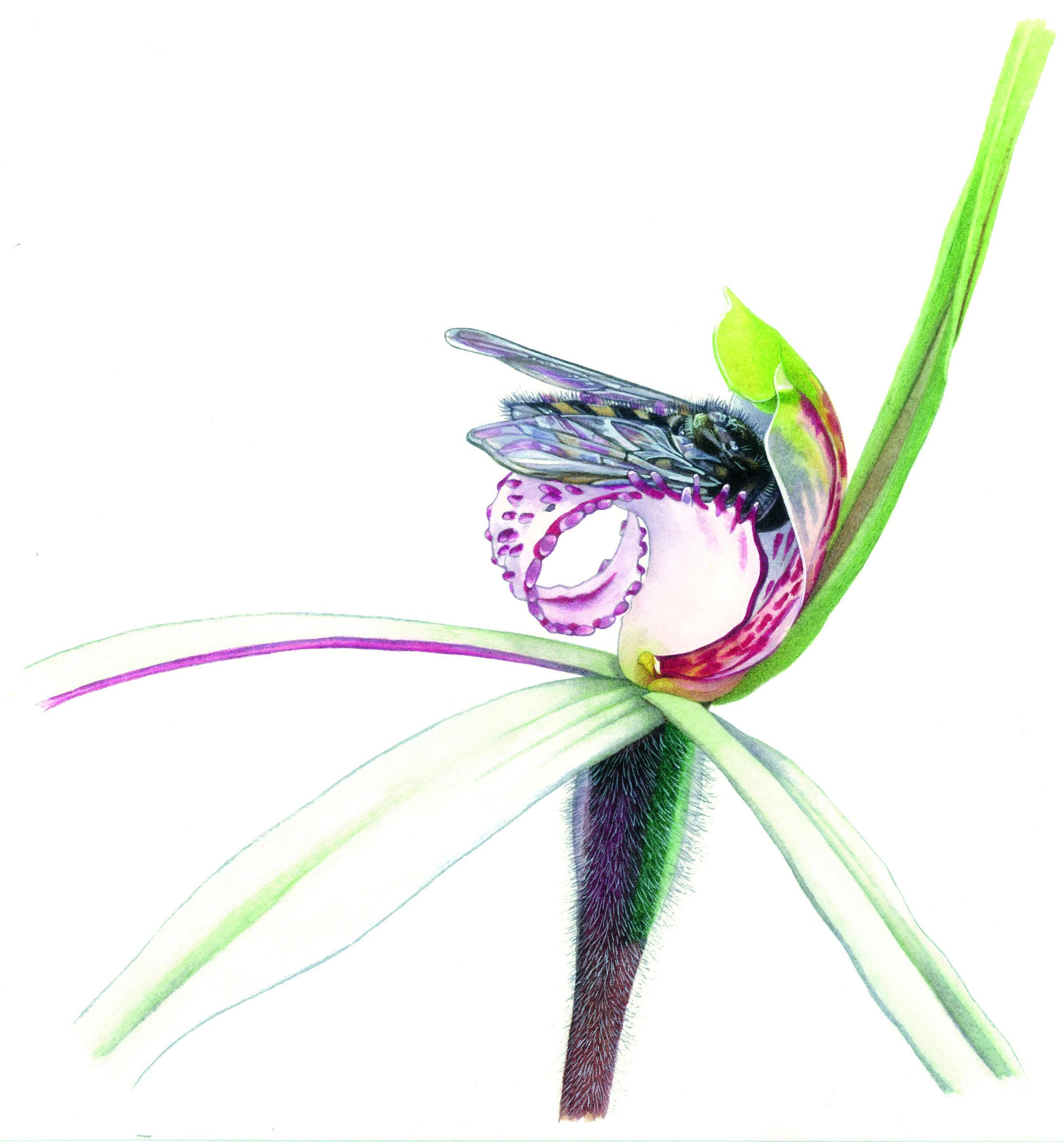 Australian orchids