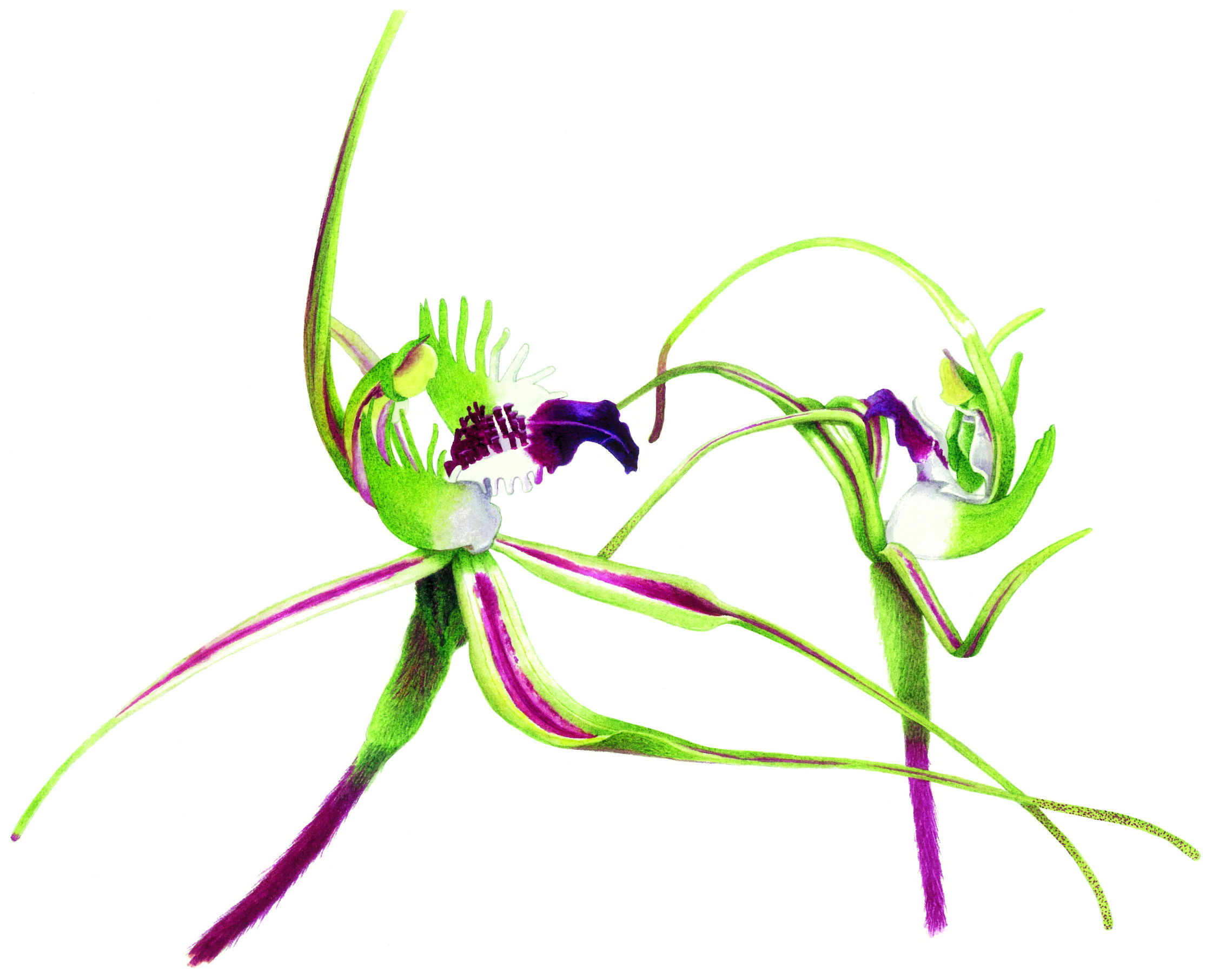 Australian orchids