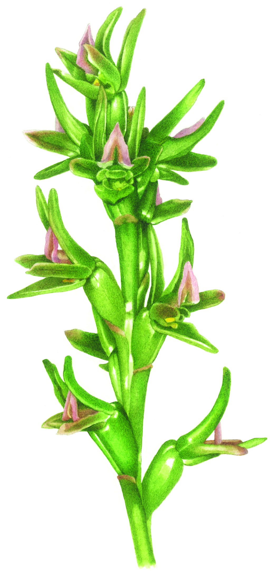 Australian orchids