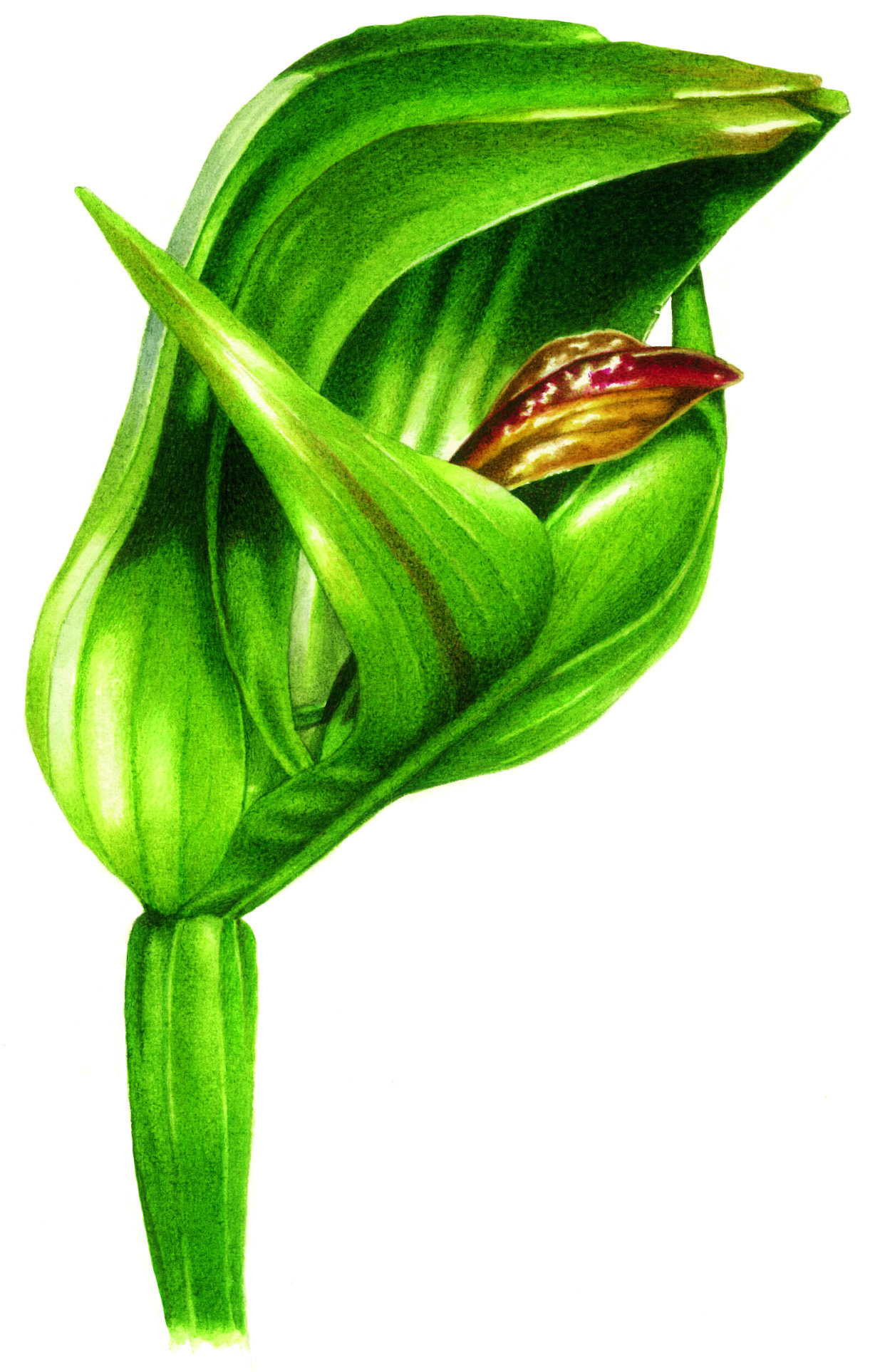 Australian orchids
