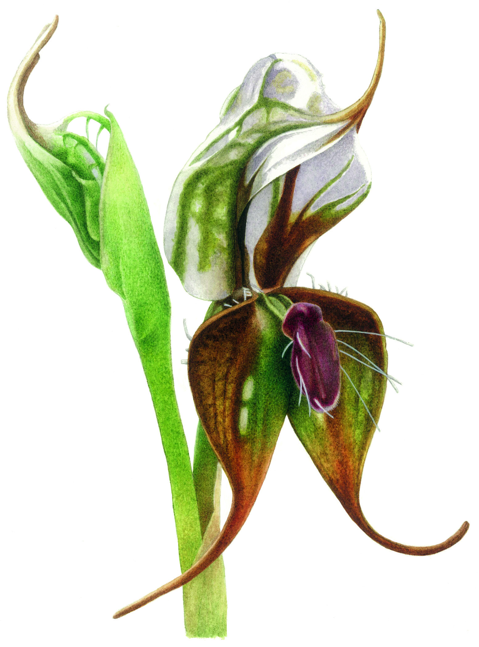 Australian orchids