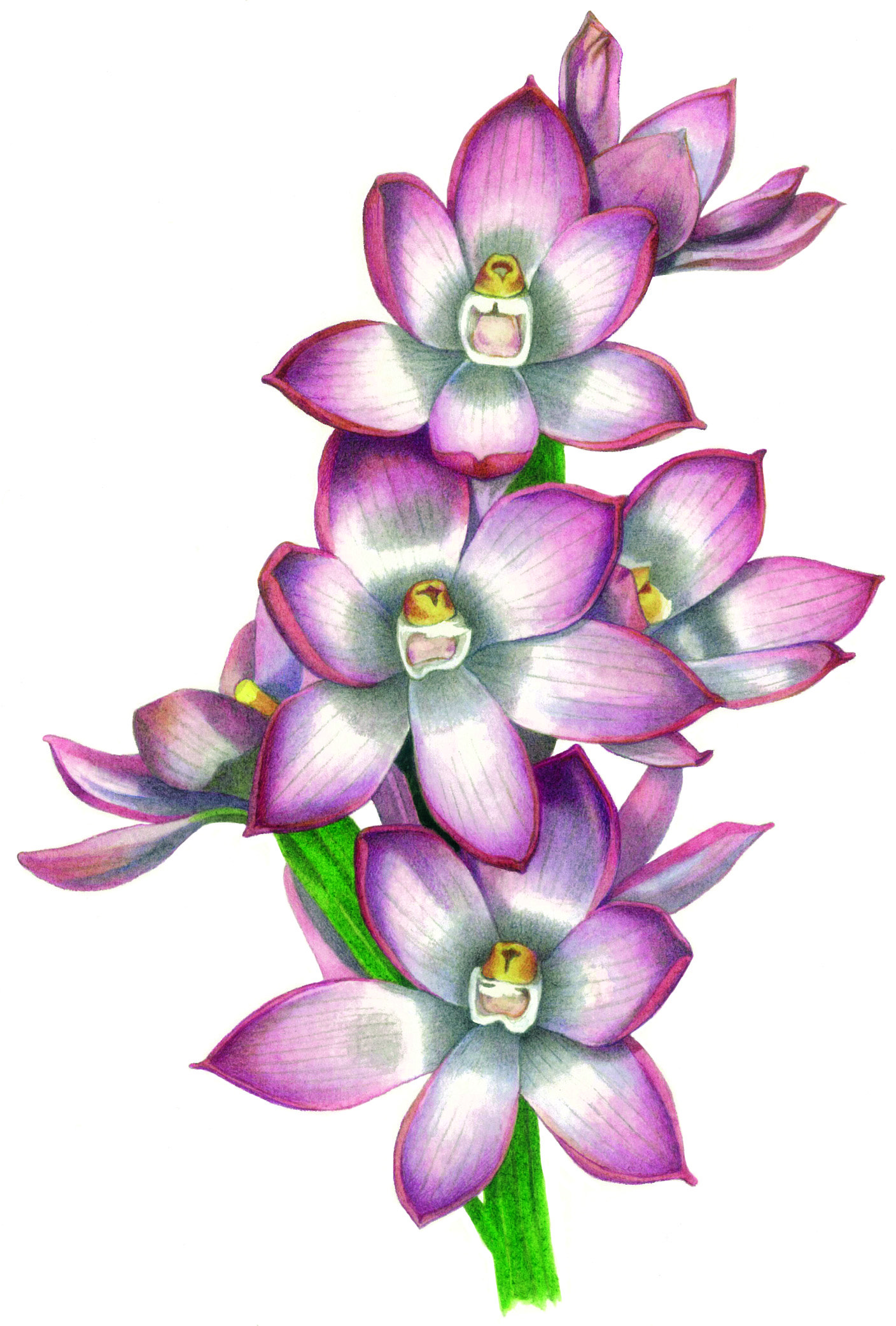 Australian orchids