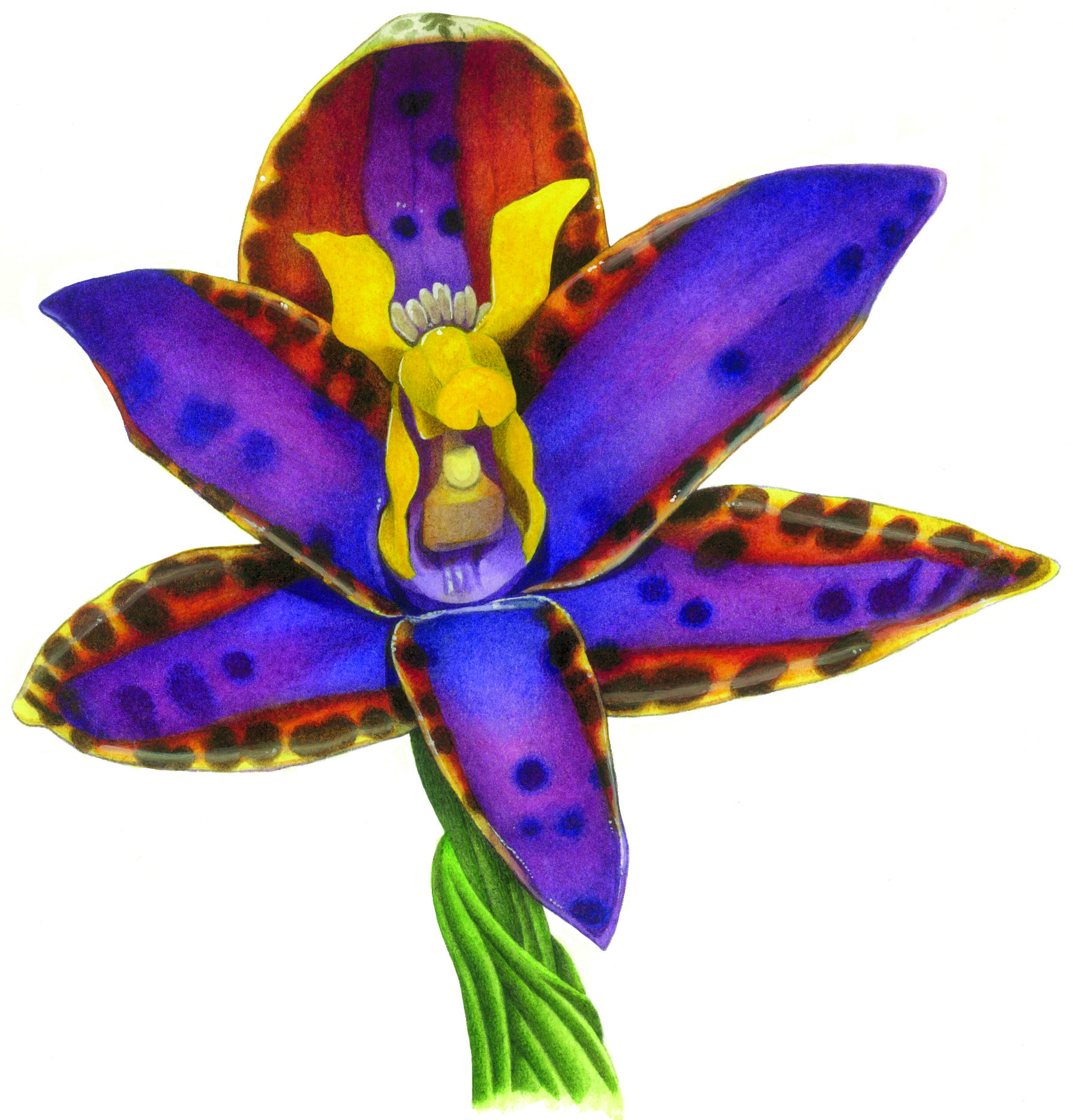 Australian orchids