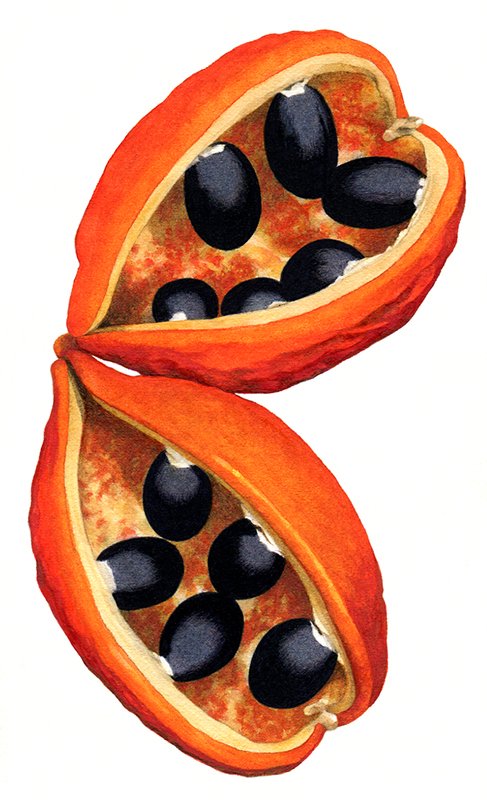 Australian native seeds