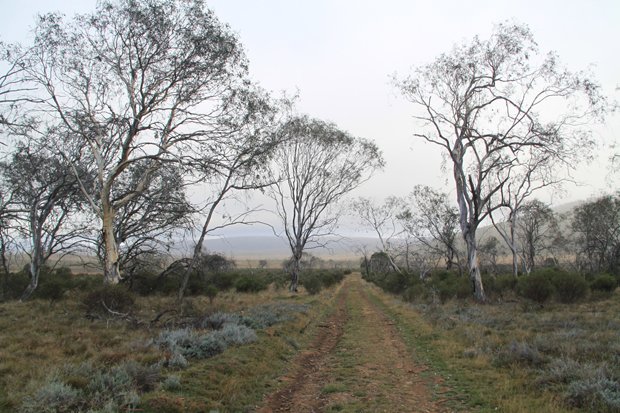 Larapinta trail