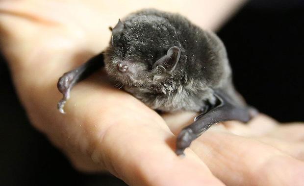 Southern Bent Wing Bat Australian Geographic