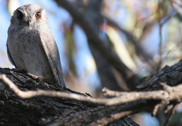 Australian owlet-nightjar