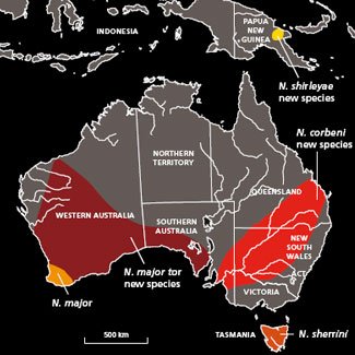 Populations of the four species of greater long-eared bat