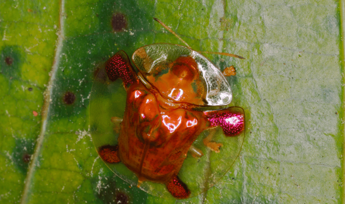 tortoise beetle