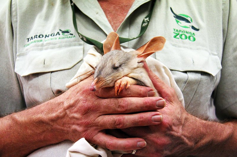 bilby outback