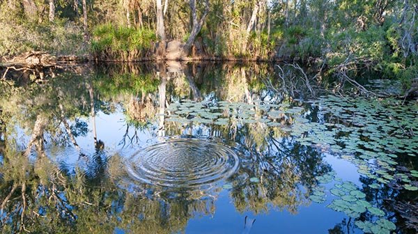 bitter springs