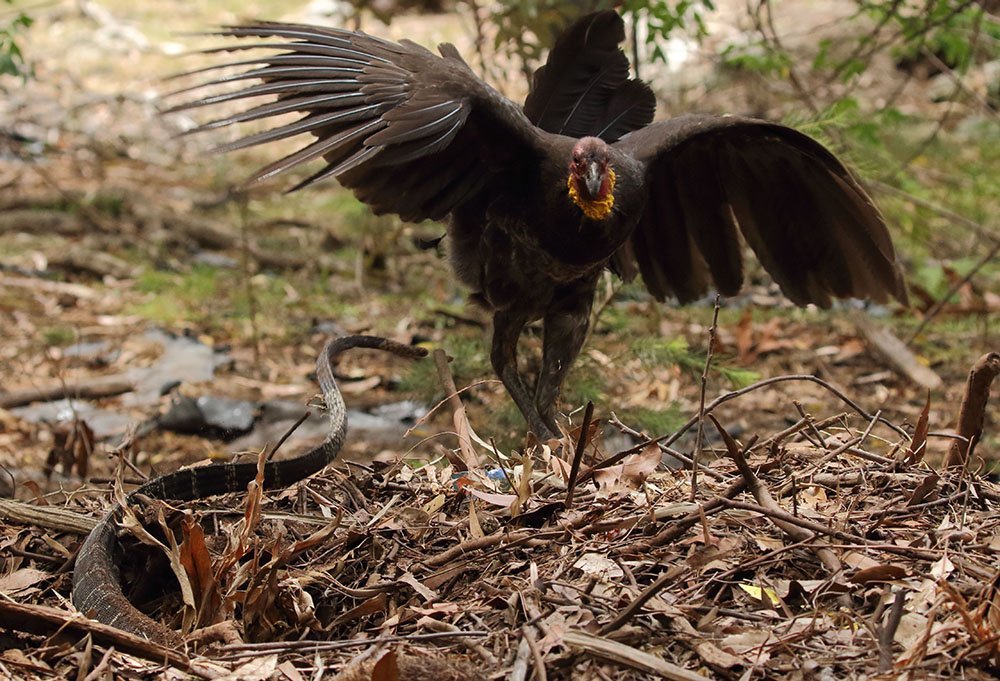 brush turkey