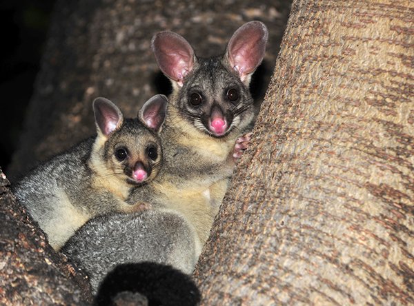 Erasure reagere Immunitet The native animals you'll find in an Aussie backyard - Australian Geographic