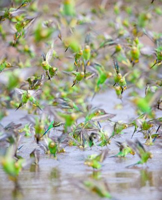 Budgies