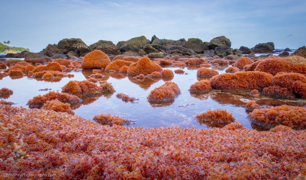 Deck the halls with billions of baby red crabs - Australian Geographic