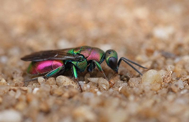 This beautiful wasp is a parasitic killer - Australian Geographic