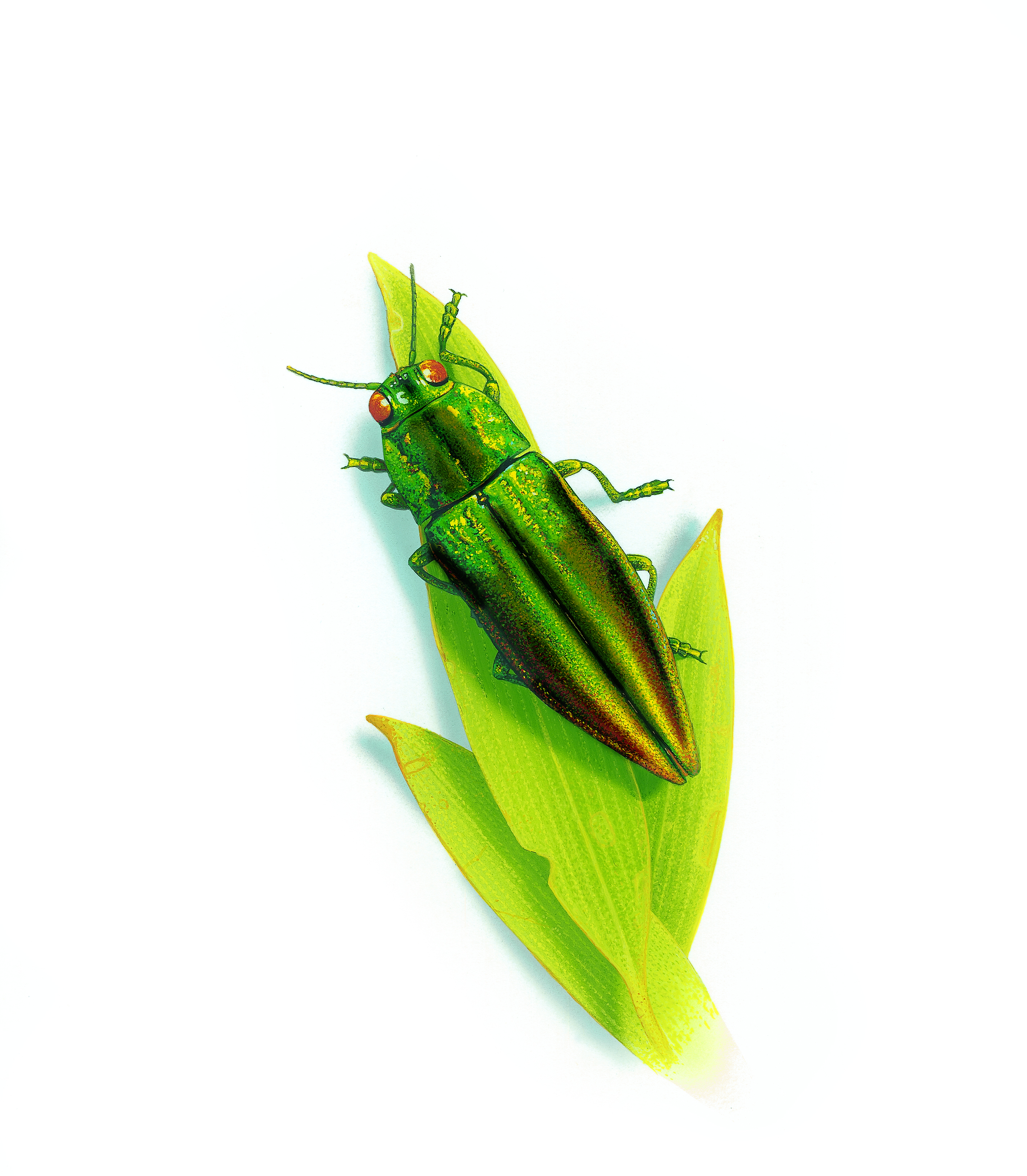 jewel beetle