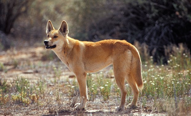 great sandy desert animals