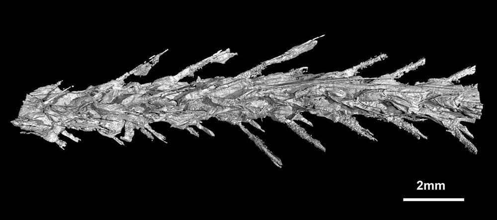 CT scan of tail in amber