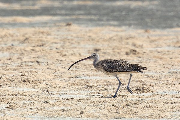 Eastern curlew