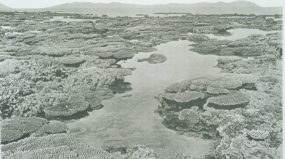 Coral reef mystery solved