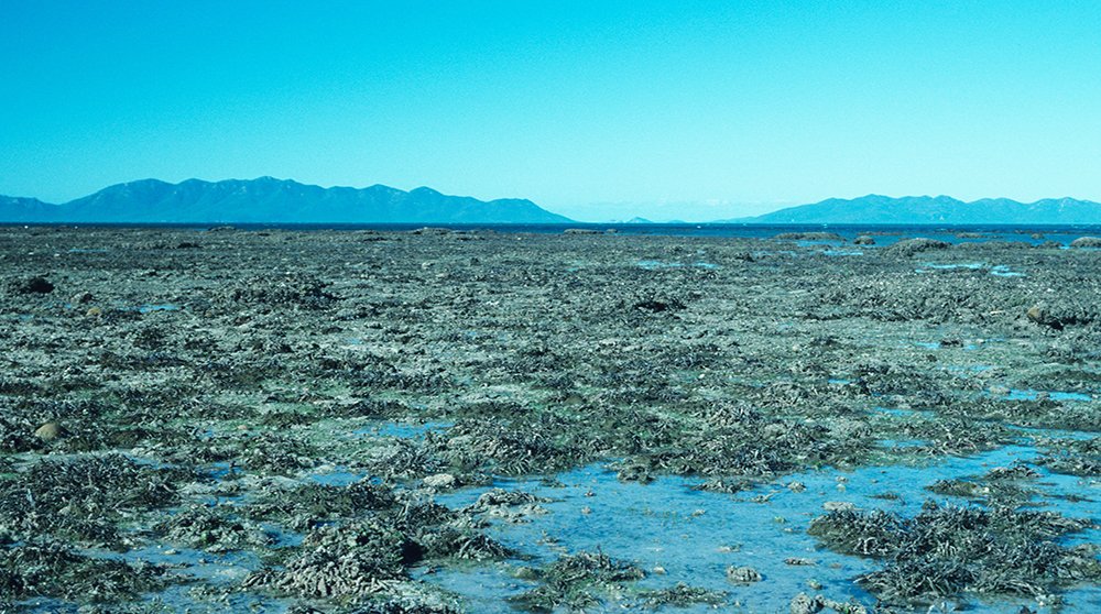 Coral reef mystery solved