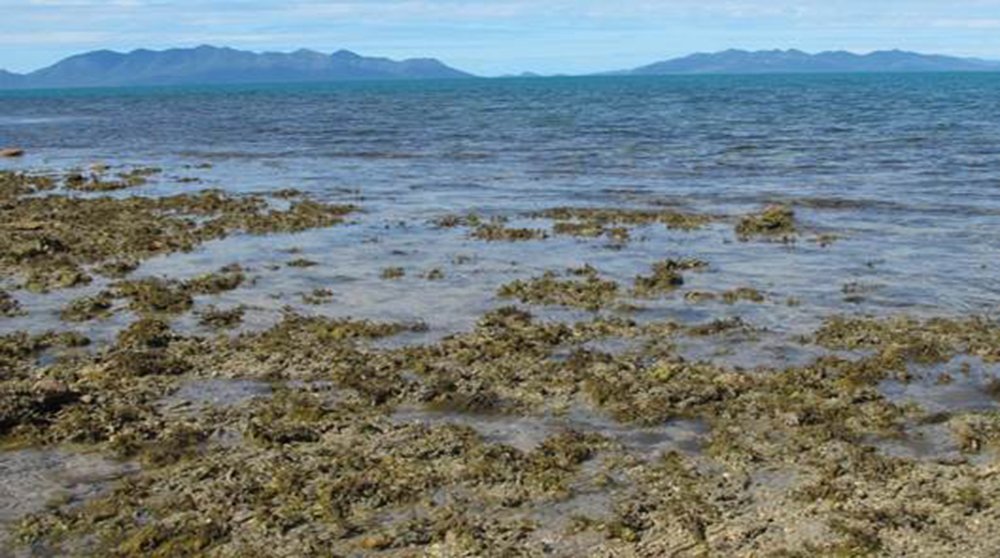 Coral reef mystery solved