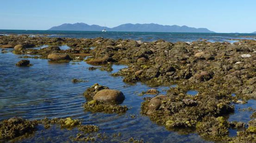 Coral reef mystery solved