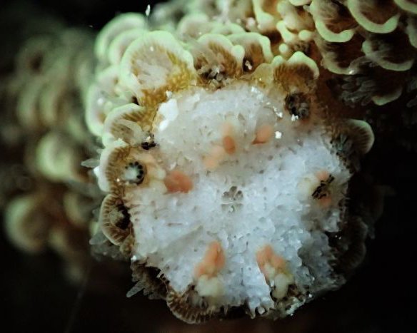coral eggs