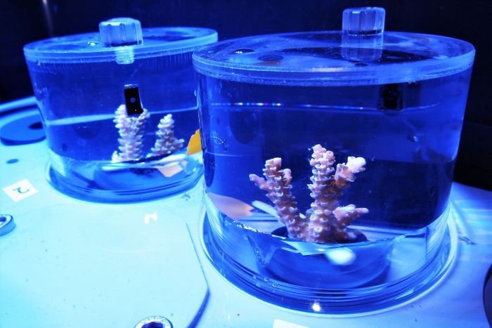 Acropora tenuis