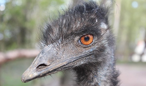 emu