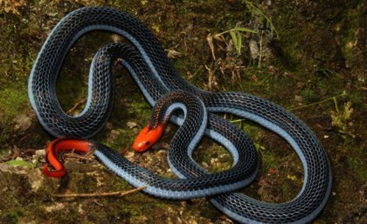 No, this snake isn't hugging a bread roll - Australian Geographic