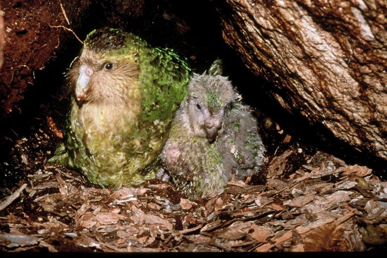 Kākāpō Zephyr
