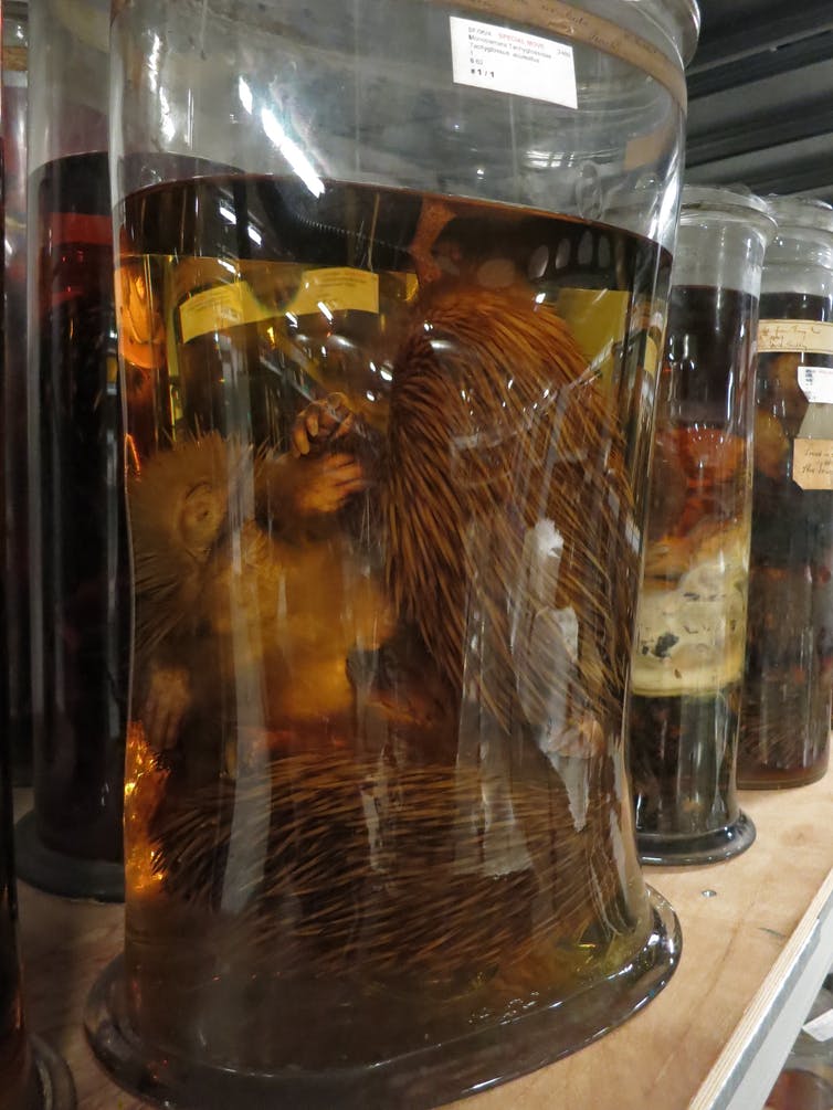 An echidna preserved in a jar.