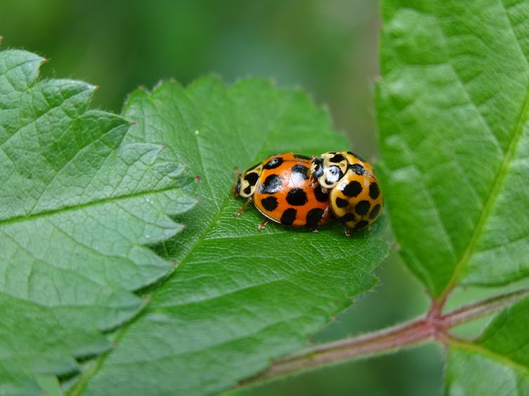 two lady birds mating on a leaf