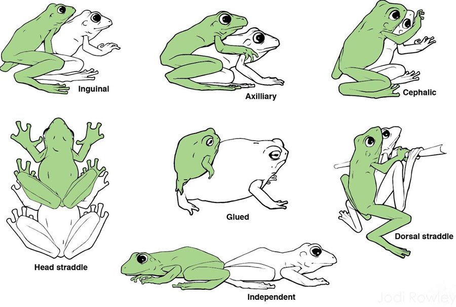 Explained The Weird World Of Frog Sex