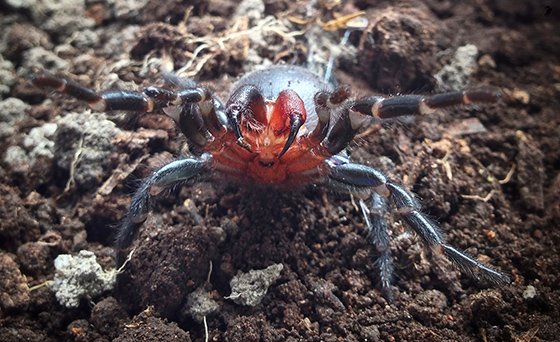 funnel-web spider