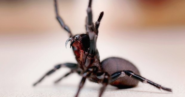 Australian spiders 10 most dangerous funnel-web 2