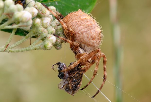 Australian spiders: the 10 dangerous - Australian Geographic