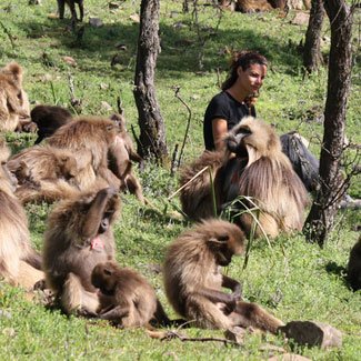 Gaia gets acquainted with the gelada colony