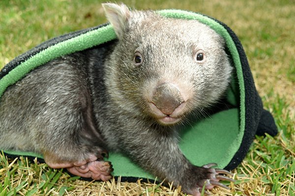george the wombat