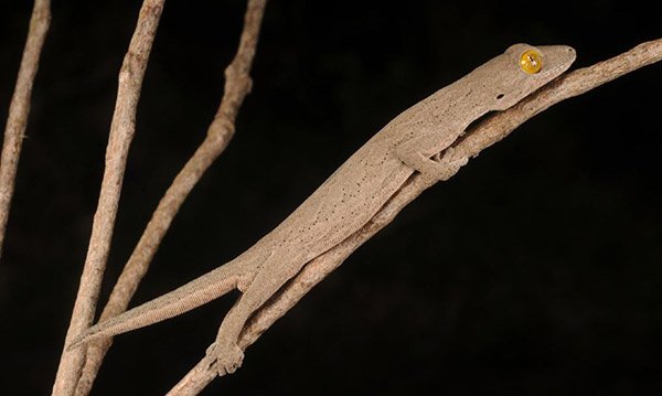 Image alt text