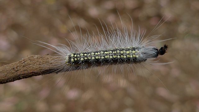 gumleaf skeletoniser caterpillars