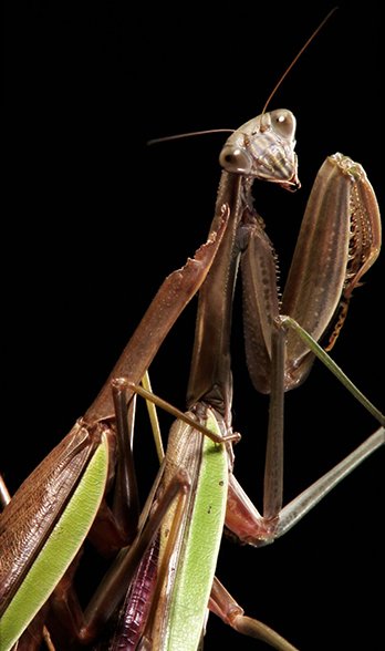Canibalismo sexual do mantis repreendendo