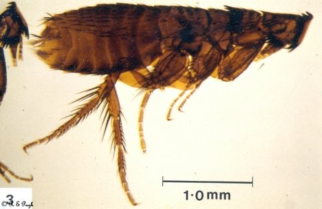 helmut flea