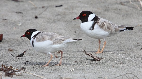 Hooded plover