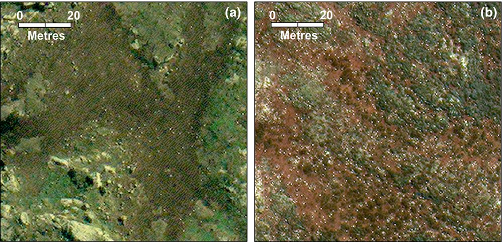 albatross satellite images