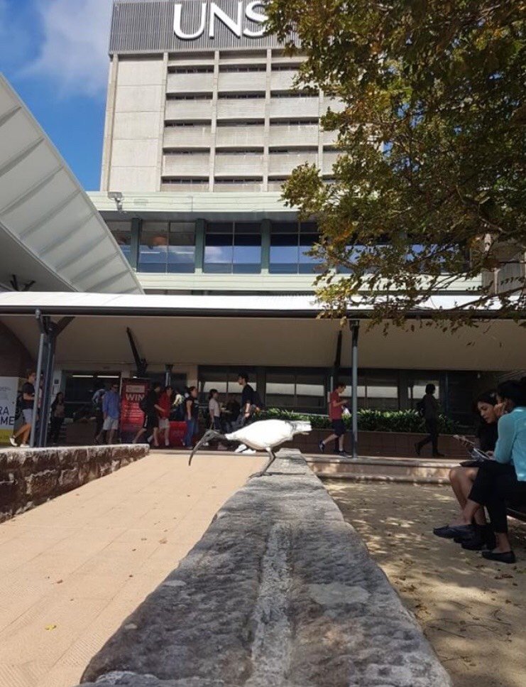 ibis unsw