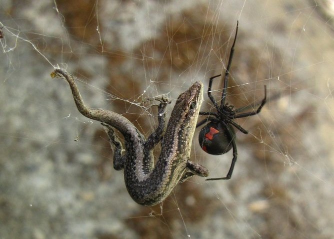 Hidden housemates: The redback spider - Australian Geographic